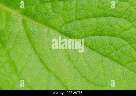 Cuban Oregano Mint Leaf Textur Stockfoto