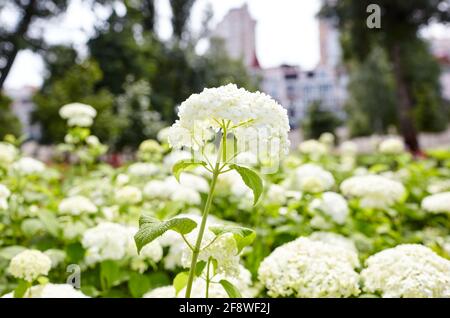 Busch blühender weißer Hortensien- oder Hortensienblüten (Hortensia macrophylla) und grüner Blätter unter dem Sonnenlicht im sommerlichen Stadtpark. Natürlicher Rückenspüro Stockfoto