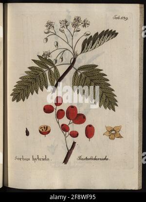 Illustrationen aller medizinisch-ökonomisch-technologischen Anlagen, Band 10: Sorbus Hybrida. Tame of Ebersche. Stockfoto