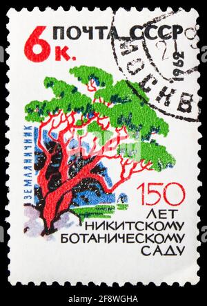 MOSKAU, RUSSLAND - 1. OKTOBER 2019: Die in der Sowjetunion (Russland) gedruckte Briefmarke zeigt den Erdbeerbaum, 150. Jahrestag des Nikitsky Botanical Garden Stockfoto