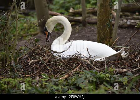 Weiblicher Schwan (Cygnus olor) Nest Gebäude auf einem Naturschutzgebiet in Staffordshire, England im Frühjahr Stockfoto