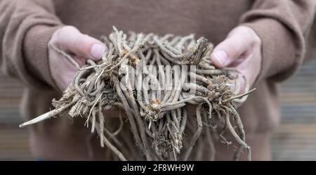 Hände mit Spargelpflanzen Stockfoto