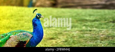 Seitenansicht des blauen Pfaus, Pavo cristatus, mit buntem Gefieder vor verschwommenem Hintergrund mit viel freiem Platz Stockfoto