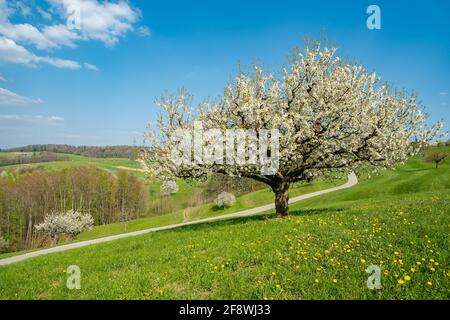 Inspiration für den Frühling. Blühender Kirschbaum im frühen Frühjahr auf einer Wiese vor blauem Himmel. Heller Frühlingstag Stockfoto