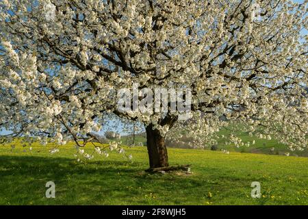 Inspiration für den Frühling. Blühender Kirschbaum im frühen Frühjahr auf einer Wiese vor blauem Himmel. Heller Frühlingstag Stockfoto