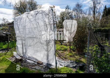 Feines Netz oder Vlies, das im Frühjahr vor Frostschäden an Obstbäumen schützt. Stockfoto