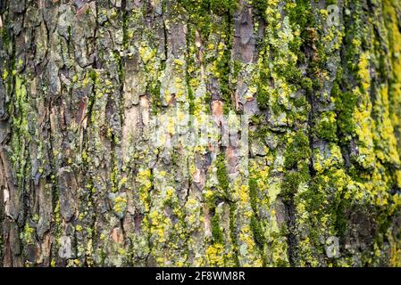 Moos auf Baumrinde Textur im Frühjahr Stockfoto