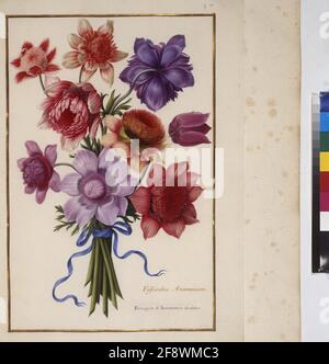 Kabeljau. Min. 53, Band 2, fol. 57: Florilegium des Prinzen Eugen von Savoyen: Anemonen volle Seite: Pflanzenstudie; Strauß Anemonen. In: Florilegium des Prinzen Eugen von Savoyen, Paris, 3. Viertel des 17. jh. Stockfoto