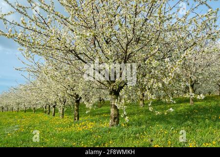 Inspiration für den Frühling. Frühlingslandschaft mit blühenden Kirschbäumen. Heller Frühlingstag Stockfoto