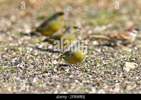Goldfink und Grünfinken porträtieren Vögel auf dem Gras aus nächster Nähe Stockfoto