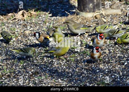 Goldfink und Grünfink und Kiefer Siskin Vögel Porträt auf dem Nahaufnahme des Grases Stockfoto