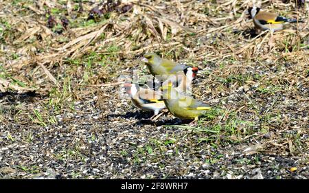 Goldfink und Grünfink und Kiefer Siskin Vögel Porträt auf dem Nahaufnahme des Grases Stockfoto