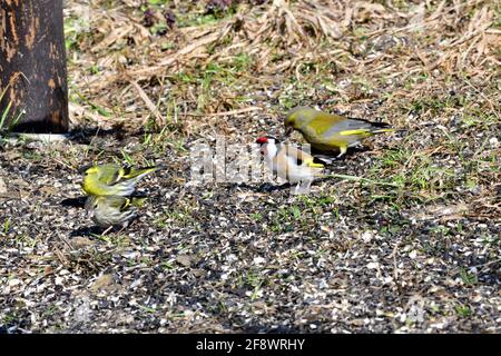 Goldfink und Grünfinken porträtieren Vögel auf dem Gras aus nächster Nähe Stockfoto