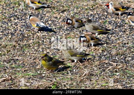 Goldfink und Grünfink und Kiefer Siskin Vögel Porträt auf dem Nahaufnahme des Grases Stockfoto
