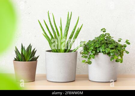 Grüne Zimmerpflanzen Kaktus saftige Aloe Vera, Gasteria duval, pilea depressa Stockfoto