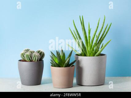 Grüne Zimmerpflanzen Kaktus saftige Aloe Vera, Gasteria duval, parodia warasii Stockfoto