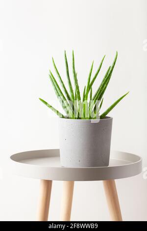 Grüne Zimmerpflanze saftige Aloe Vera Stockfoto