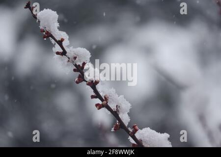 Schneeflocken und Schneefall auf blühenden Aprikosenblüten im Frühling Stockfoto
