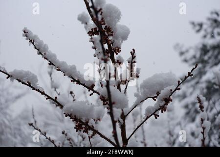 Schneeflocken und Schneefall auf blühenden Aprikosenblüten im Frühling Stockfoto