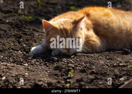 Ingwer-Katze sonnt sich in der Frühlingssonne auf dem Boden In einem Blumenbeet Stockfoto