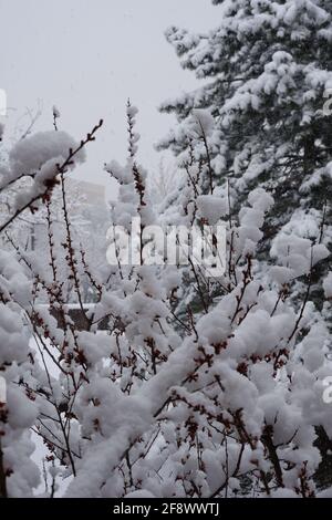 Schneeflocken und Schneefall auf blühenden Aprikosenblüten im Frühling Stockfoto