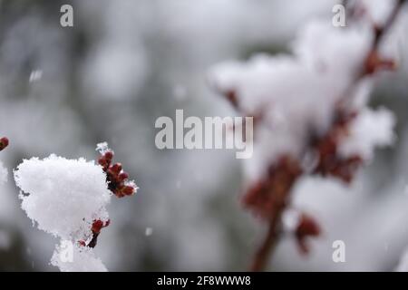 Schneeflocken und Schneefall auf blühenden Aprikosenblüten bookeh Stockfoto