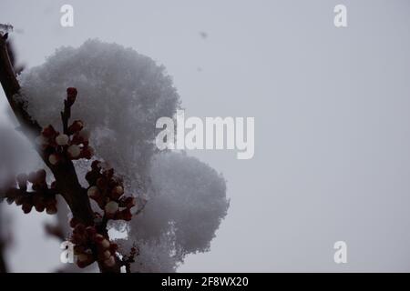 Schneeflocken und Schneefall auf blühenden Aprikosenblüten im Frühling Stockfoto