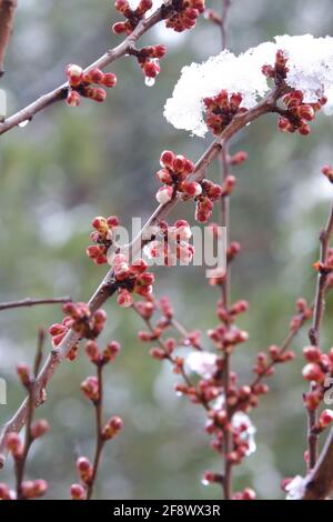 Schmelzende Schneeflocke auf Aprikosenblüten aus nächster Nähe Stockfoto