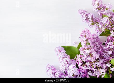Schönen lila Blumen auf weißem Hintergrund Stockfoto