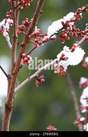 Schmelzende Schneeflocke auf Aprikosenblüten aus nächster Nähe Stockfoto