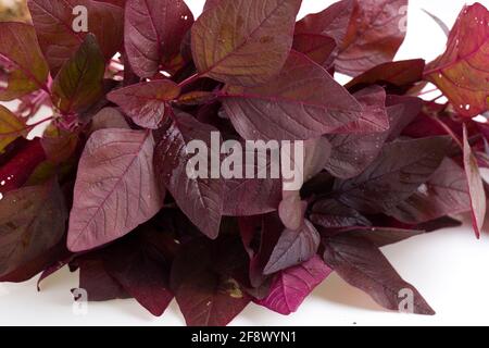 Roter Spinat oder Red Amaranth, ein Bund von farmfrischem amaranthus auf einem weißen Clolour-Hintergrund angeordnet Stockfoto