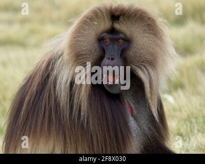 Nahaufnahme des Gelada-Affen (Thermopithecus gelada), der Gras in den Bergen von Semien, Äthiopien, frisst. Stockfoto