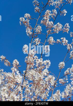 Bloosoms der Felsenbirne, Amelanchier lamarckii, im Frühjahr Stockfoto