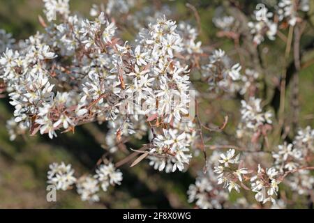 Bloosoms der Felsenbirne, Amelanchier lamarckii, im Frühjahr Stockfoto