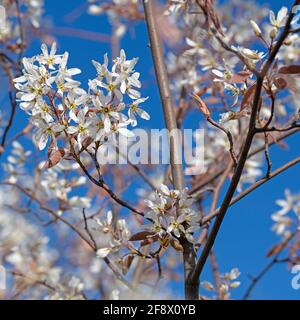 Bloosoms der Felsenbirne, Amelanchier lamarckii, im Frühjahr Stockfoto