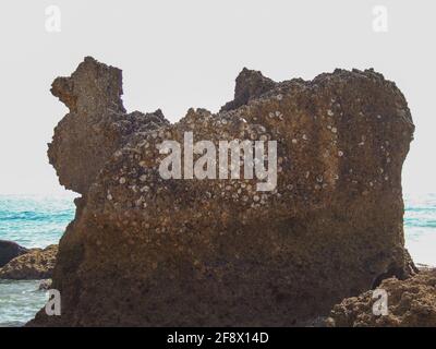 Wellenförmiger Sandstein mit Muscheln an einem Strand in Conil Spanien Stockfoto