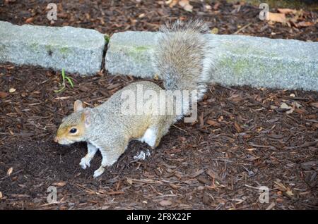 Ein graues Eichhörnchen vergräbt eine Nuss in den Boden Stockfoto