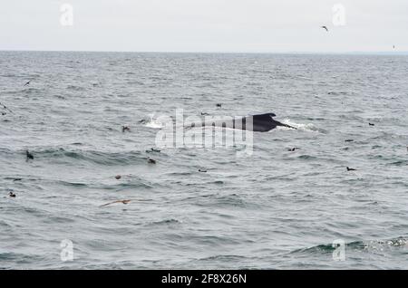 Der Rücken eines Wals mit seiner Finne während Wal Mit ein paar fliegenden Möwen im Atlantik beobachten Bei bewölktem Wetter Stockfoto