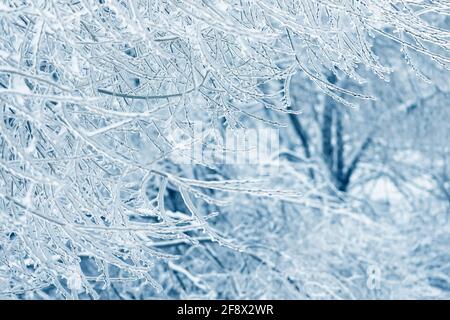 Winterzweige bedeckt mit Schnee, Eis und Schneeflocken. Gefrorener Baumzweig im Winterwald. Winterwaldlandschaft. Saisonal kalter Wetterhintergrund. Stockfoto