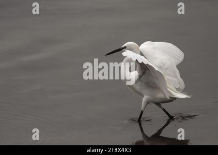 Weißer Seidenreiher auf der Suche nach Nahrung, Douro-Fluss, nördlich von Portugal. Stockfoto