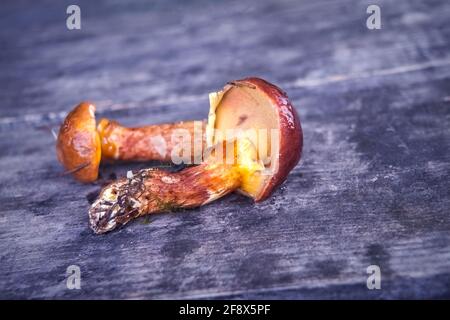 Essbarer Waldpilz. Frisch gepflückte Boletus auf Holzhintergrund.Zerklauser subtomentosus auf Holzhintergrund, rustikaler Tisch. Stockfoto