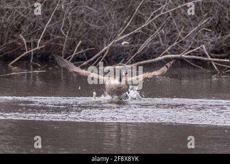 Eine Kanadagans (Branta canadensis), die aus dem Wasser herauszieht und hupt, wobei der Mund offen ist und die Zunge heraussteht. Stockfoto