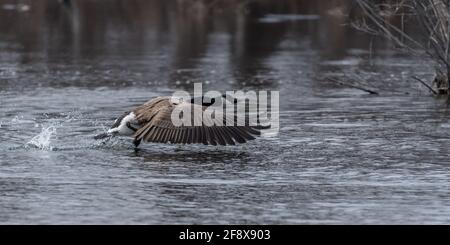 Seitenansicht einer Canada Goose (Branta canadensis), die aus dem Wasser abheben. Stockfoto