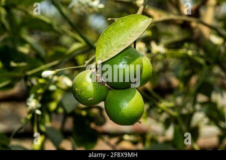Es gibt grünes Malz, das im Hinterhof angebaut wird, und drei Obstbäume Stockfoto