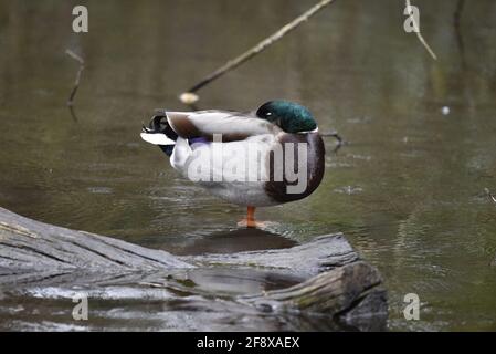 Männliche Mallard-Ente (Anas platyrhynchos), die in der Mitte eines Sees im Frühling im Regen in England, Großbritannien, ruht Stockfoto