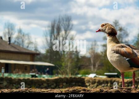 Eine ägyptische Gans (Alopochen aegyptiaca), die auf einer Wand im Londoner Wetland Centre steht Stockfoto