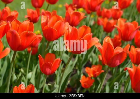 Gelb weiß lila rote Tulpe schöne Blumen. Tulpenknospen. Blühendes Tulpenfeld. Blühende Pflanzen im Frühlingsgarten. Stockfoto