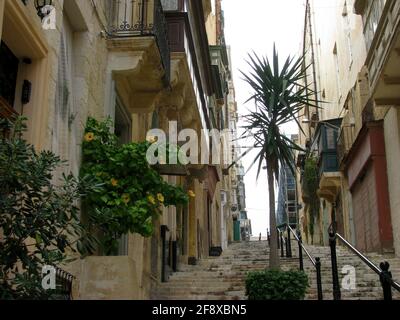 Pflanzen und Häuser in den kleinen Straßen von Valletta, Malta Stockfoto