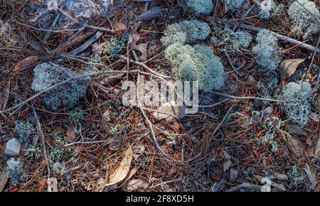 Auf dem Waldboden entlang des Pinienstrandweges im Bon Secour National Wildlife Refuge in Gulf Shores, Alabama, USA, befinden sich Hirschmoos, Zweige und Kiefernnadeln Stockfoto