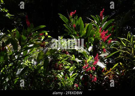 Willis Grenada Annandale Falls Rote tropische Blumen Stockfoto